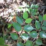 Cleistanthus gracilis 葉