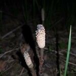 Equisetum arvense Fruit