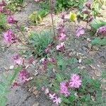 Silene pendula Flor