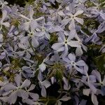 Phlox divaricata 花