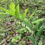 Polygonatum multiflorum Fuelha