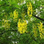 Laburnum anagyroides Plante entière