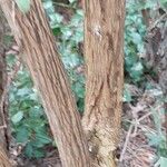 Buddleja nivea Corteza