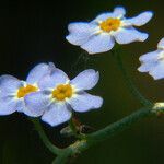 Myosotis laxa Flor