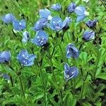 Veronica fruticans Fiore