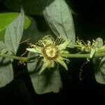 Passiflora fanchoniae