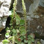 Umbilicus rupestris Květ