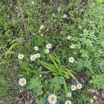 Mauranthemum paludosum Blüte