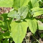 Atriplex hortensisFeuille