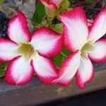 Adenium multiflorumFlower