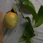 Passiflora nitida