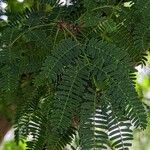 Vachellia farnesiana Foglia