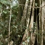 Ceiba pentandra Bark