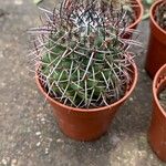 Mammillaria magnimamma ഇല