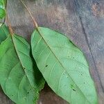 Conceveiba guianensis Leaf