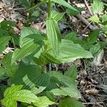 Epipactis helleborine 葉