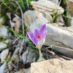 Crocus versicolor Цветок