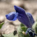 Scutellaria tuberosa Flower