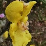 Verbascum undulatum Flower