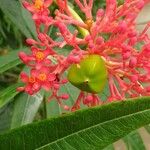 Jatropha multifida Vrucht
