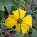 Rudbeckia nitida പുഷ്പം