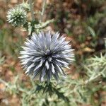 Echinops ritro Cvet