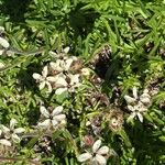 Saponaria lutea Flor