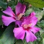 Hibiscus syriacusКвітка