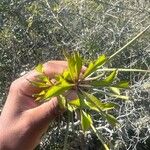 Cussonia spicata 葉