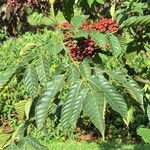 Leea guineensis पत्ता