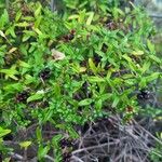 Plocama calabrica Leaf