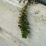 Elodea nuttallii Hoja