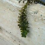 Elodea nuttallii Blad