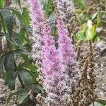 Astilbe rubra Bloem