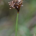 Fimbristylis cymosa Fleur