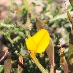 Genista scorpius Flower