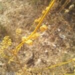 Reseda stricta Meyve