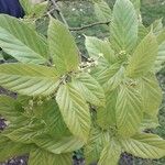 Acer davidii Feuille