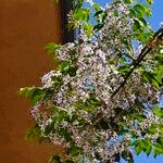 Wisteria floribundaŽiedas