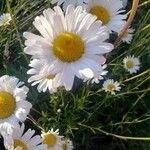 Leucanthemum heterophyllum Žiedas