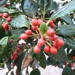 Ilex cornuta ഫലം