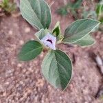 Astripomoea lachnosperma Квітка