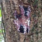 Sapium paucinervium Rusca