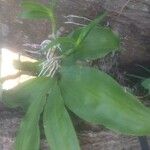 Dendrobium nobile Leaf