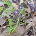 Orobanche nana Flower