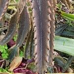 Kalanchoe serrata Leaf