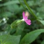 Silene pendula Blüte