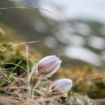 Pulsatilla vernalisKwiat