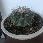 Echinocactus texensis 葉