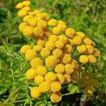 Tanacetum vulgare Kwiat